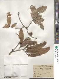 Quercus mexicana image