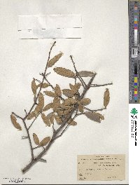 Quercus mexicana image