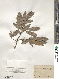 Quercus mexicana image