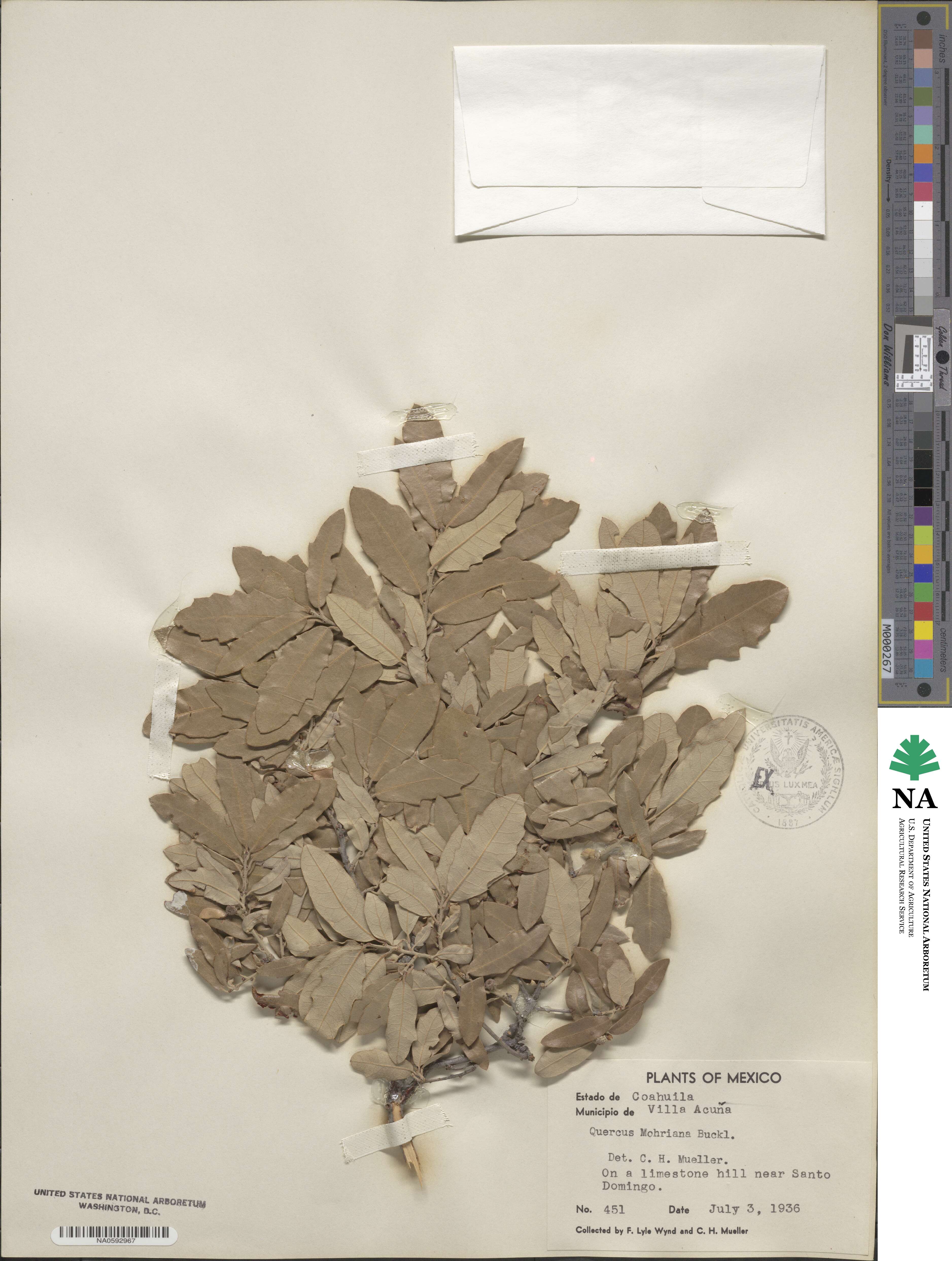 Quercus mohriana image