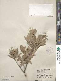 Quercus mohriana image