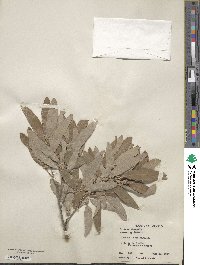 Quercus mohriana image