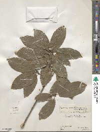 Quercus tuberculata image