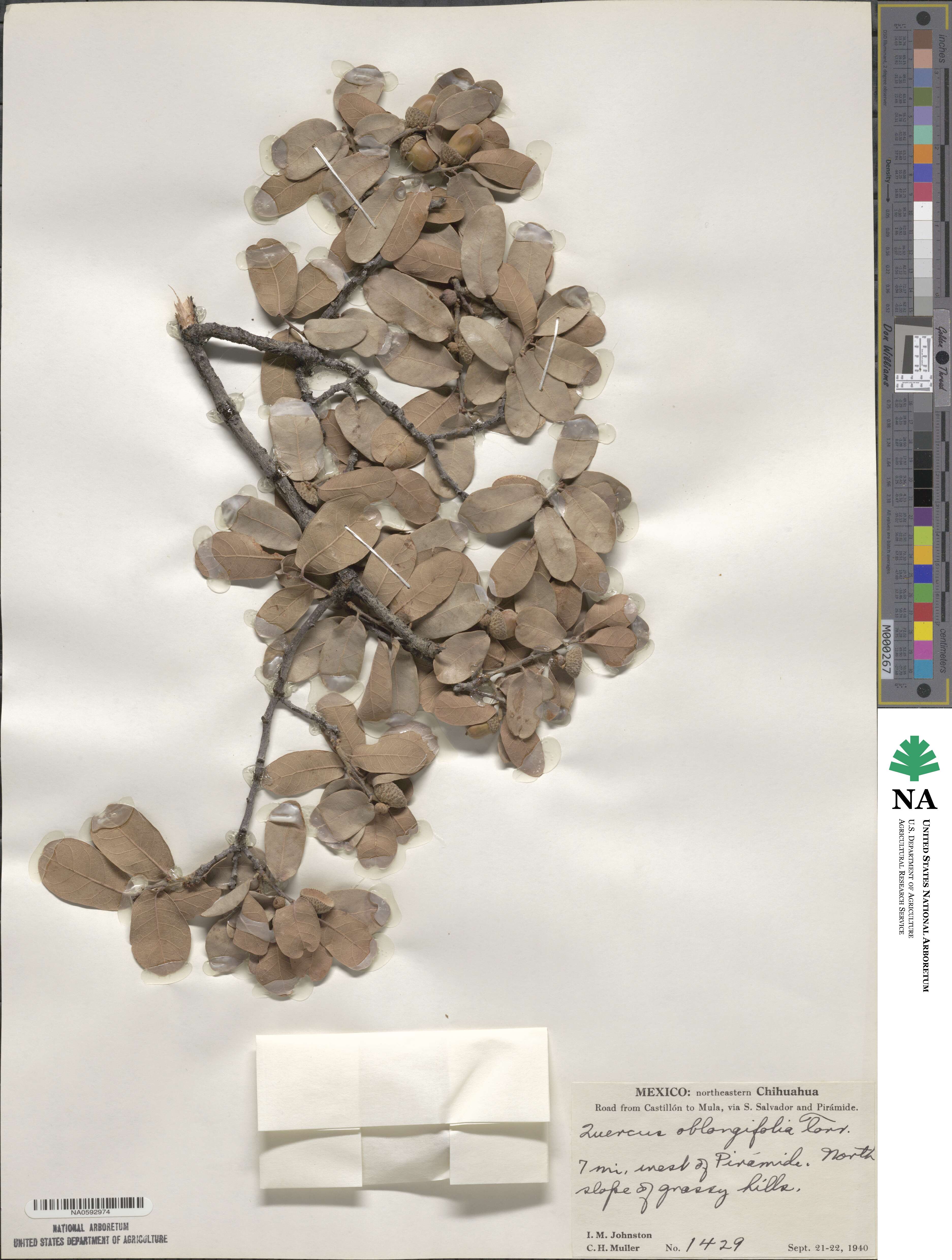 Quercus oblongifolia image