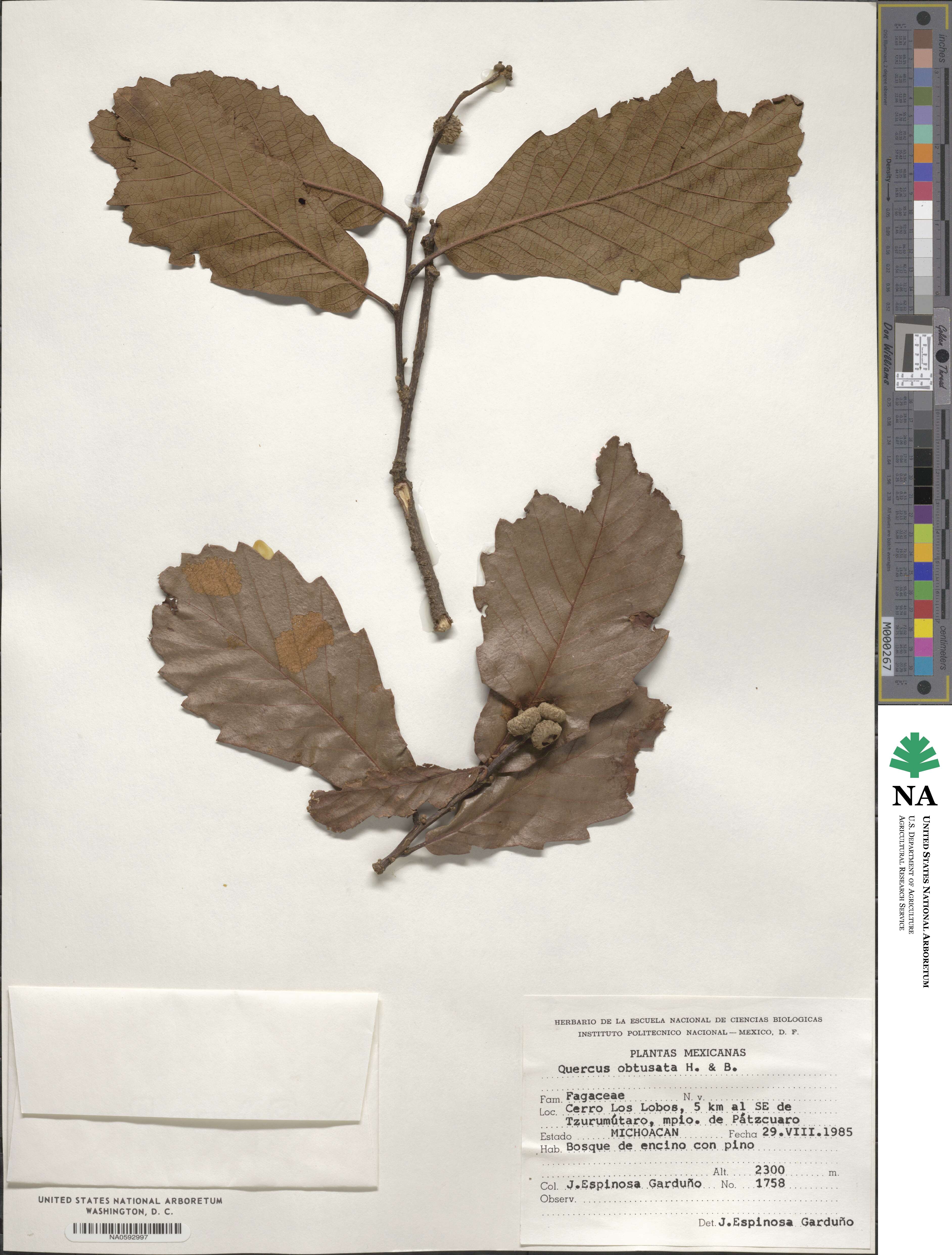 Quercus obtusata image