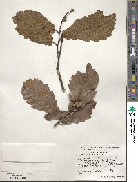 Quercus obtusata image