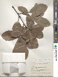 Quercus obtusata image