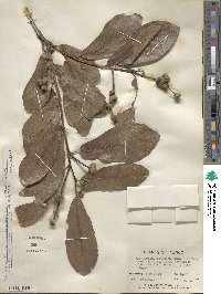 Quercus obtusata image