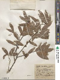 Quercus laurina image