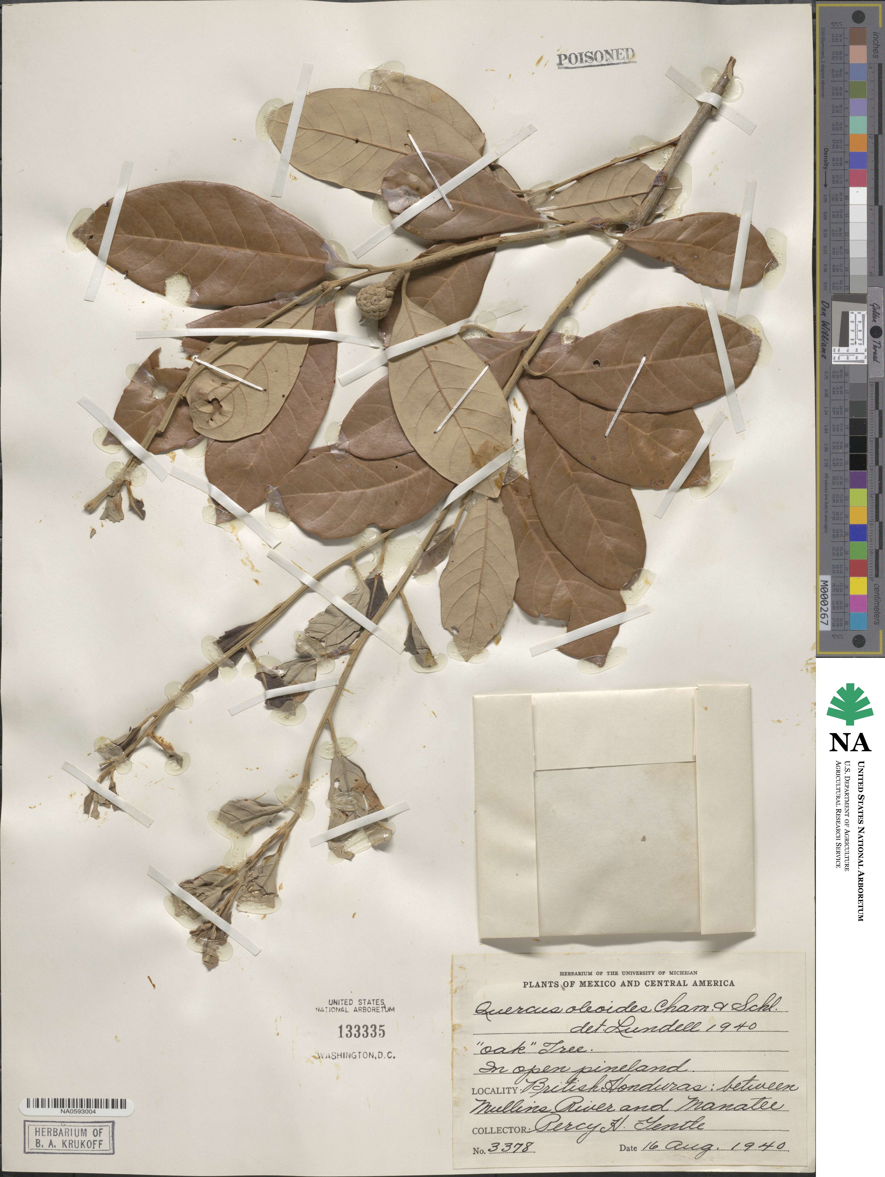 Quercus oleoides image