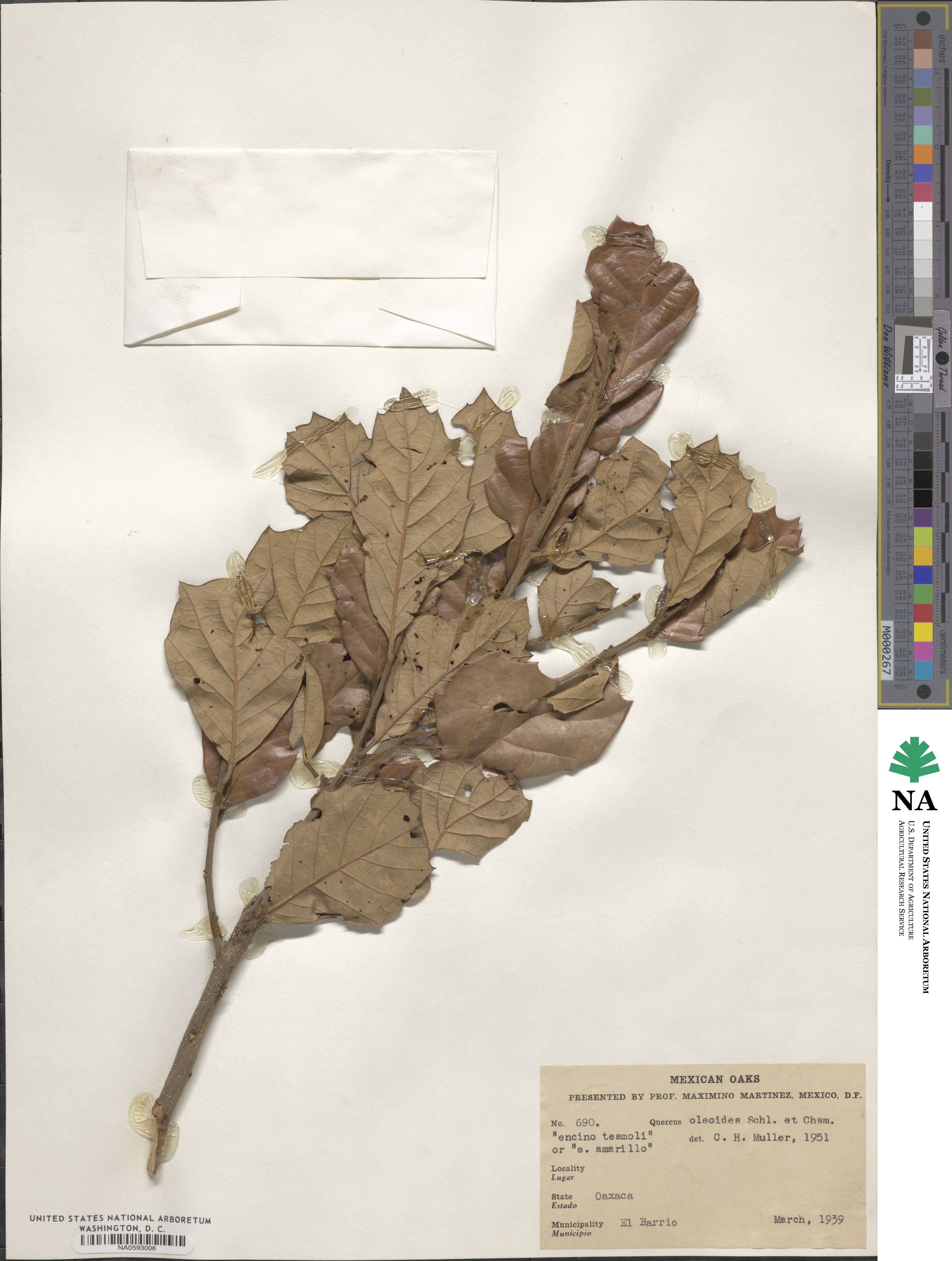 Quercus oleoides image