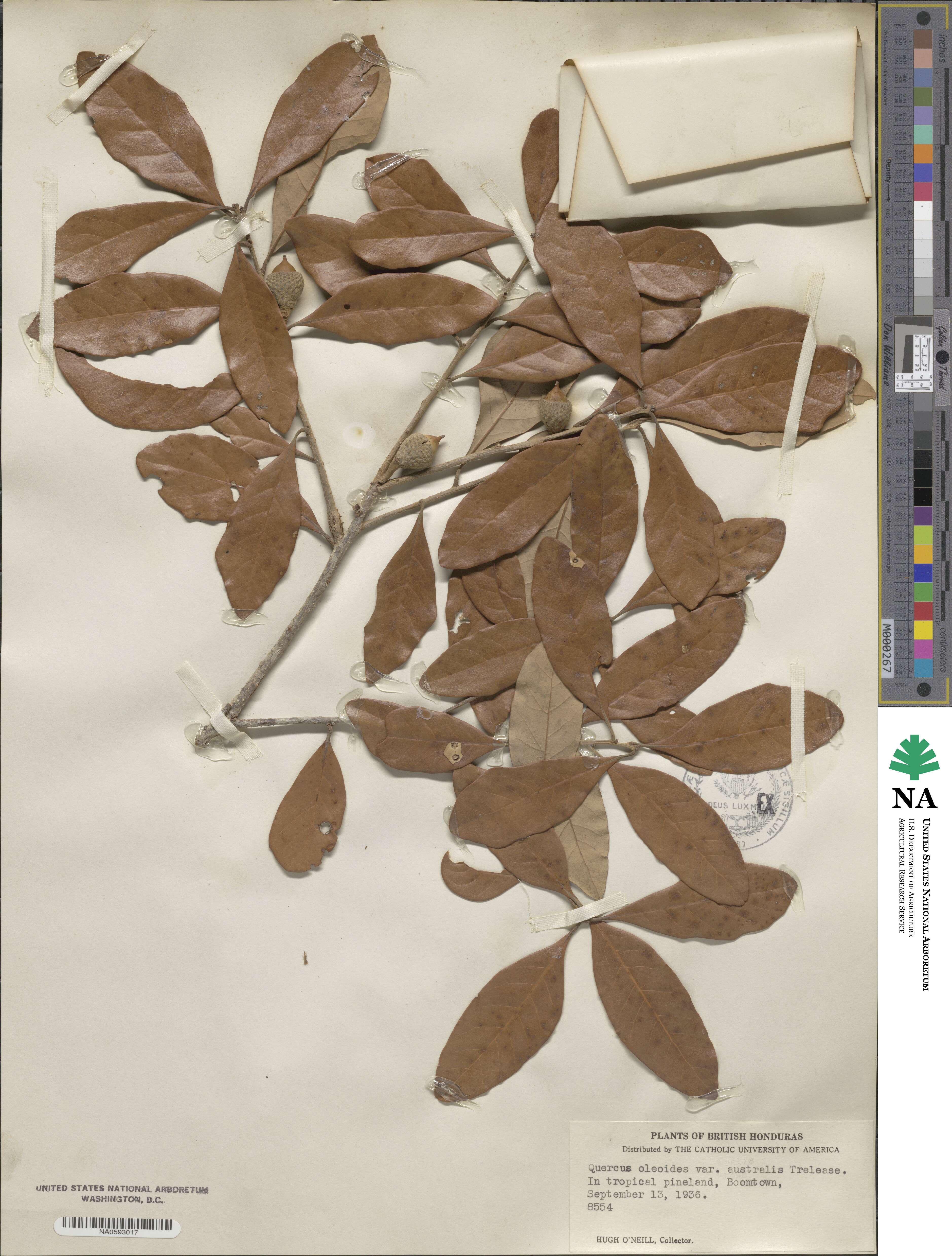 Quercus oleoides image