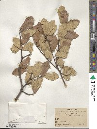 Quercus sideroxyla image