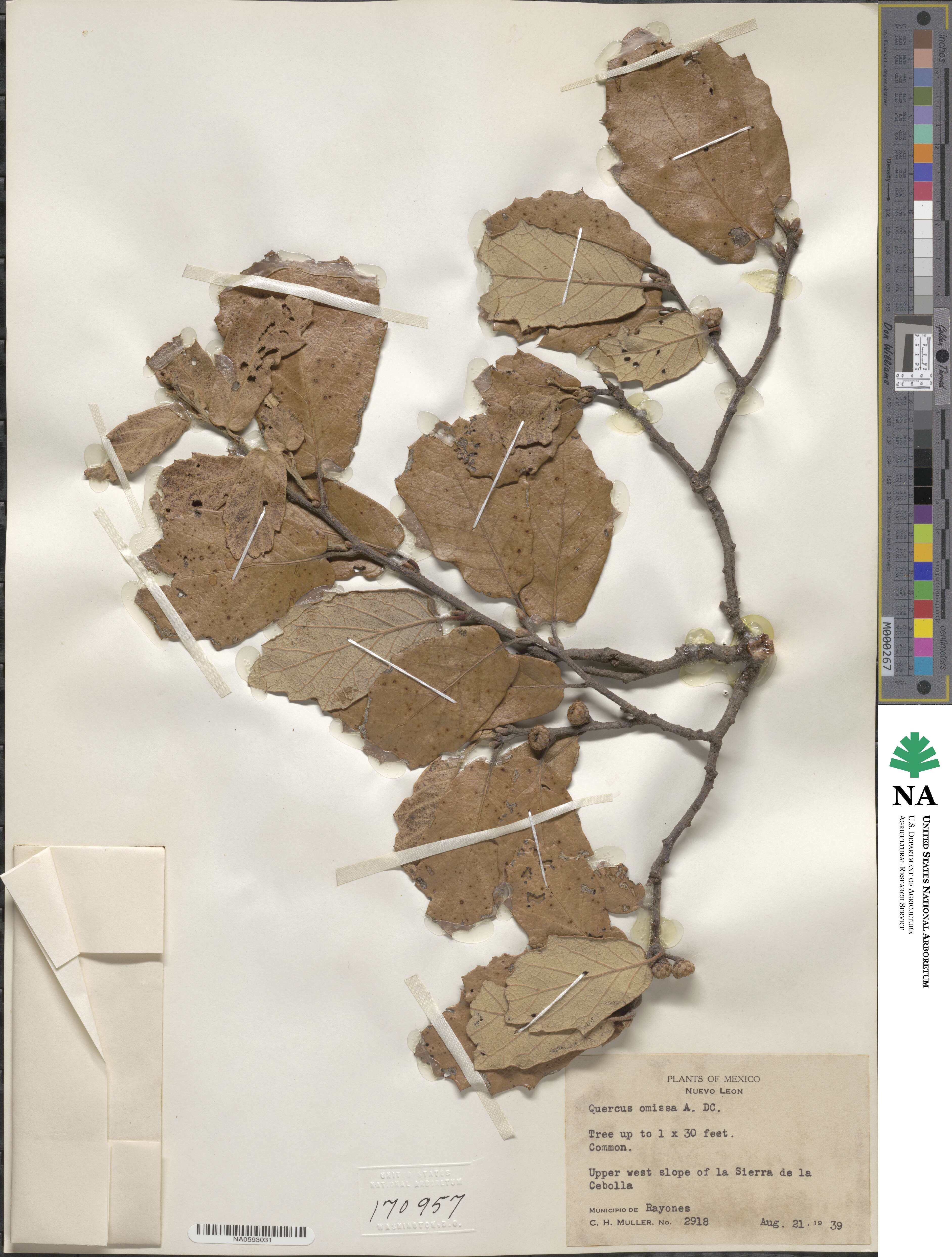 Quercus sideroxyla image