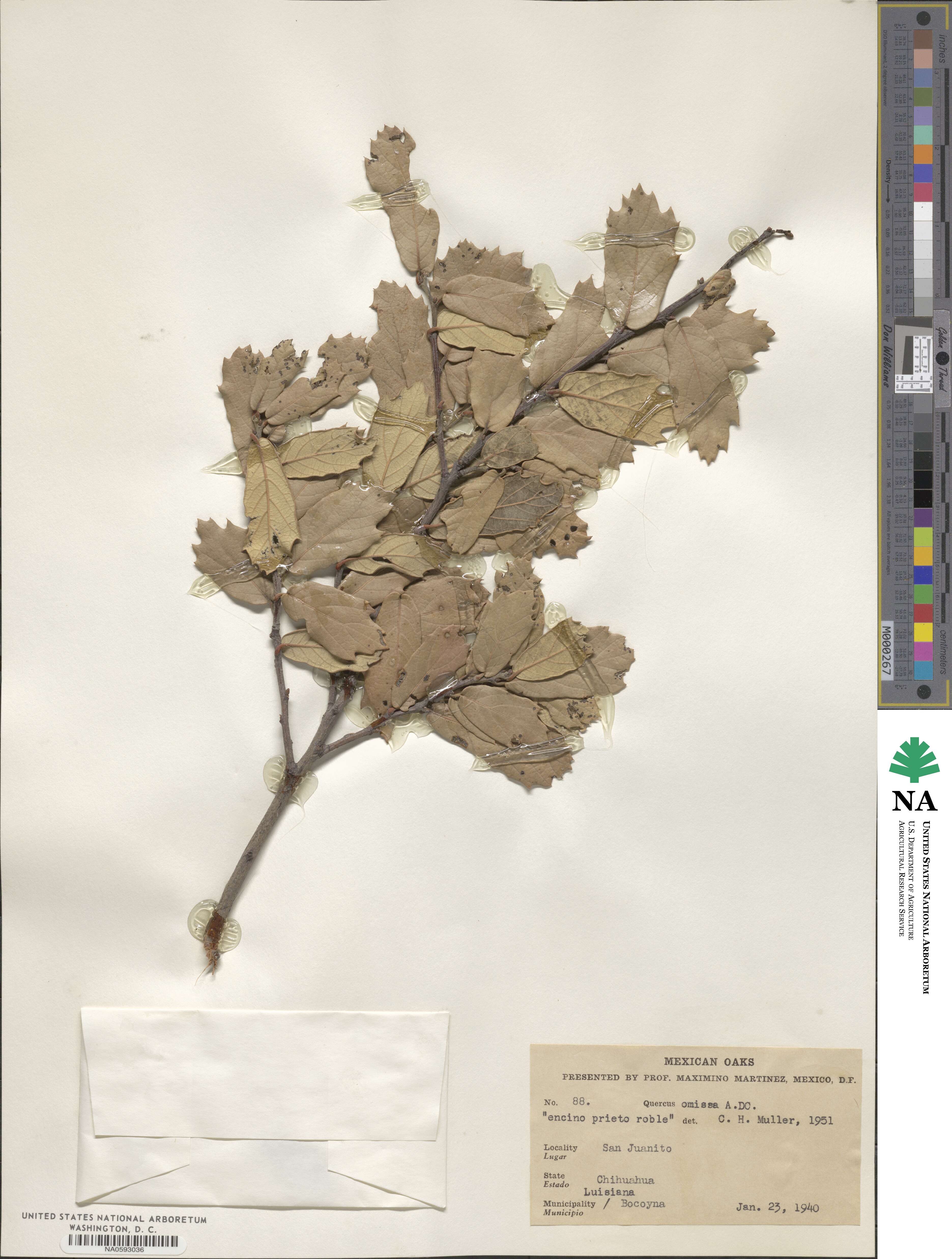 Quercus sideroxyla image