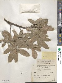 Quercus laeta image