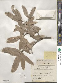 Quercus laeta image