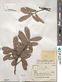 Quercus laeta image