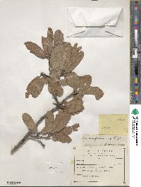 Quercus laeta image