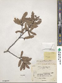 Quercus laeta image