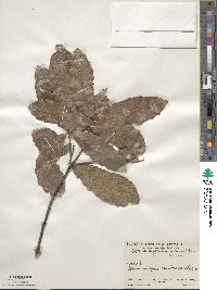 Quercus peduncularis image