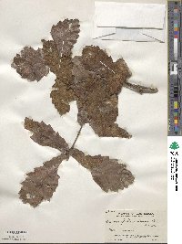 Quercus peduncularis image