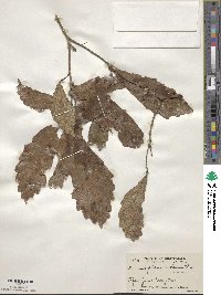 Quercus peduncularis image