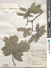 Quercus perpallida image