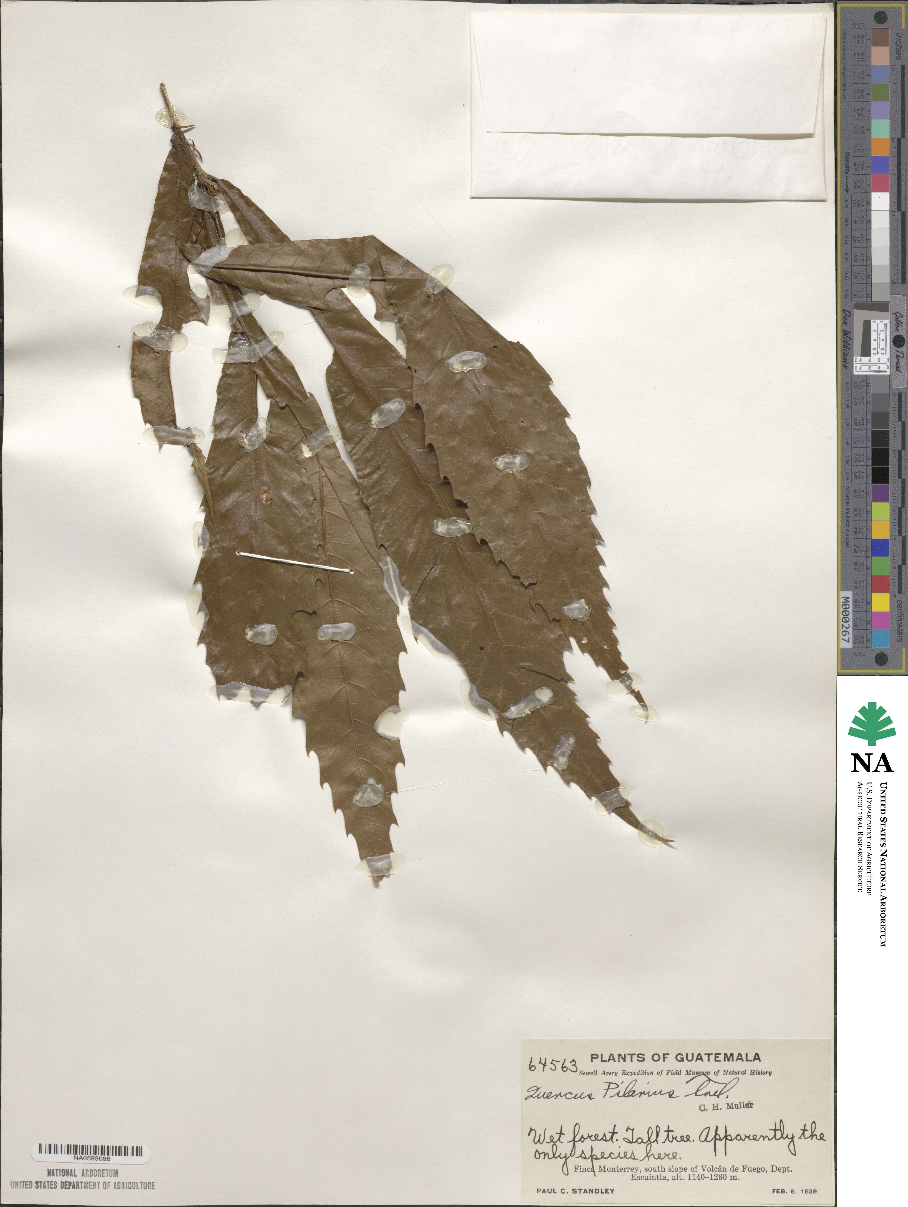 Quercus corrugata image