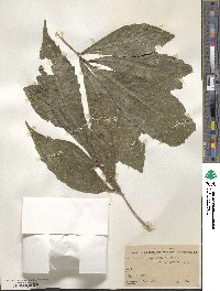 Quercus corrugata image