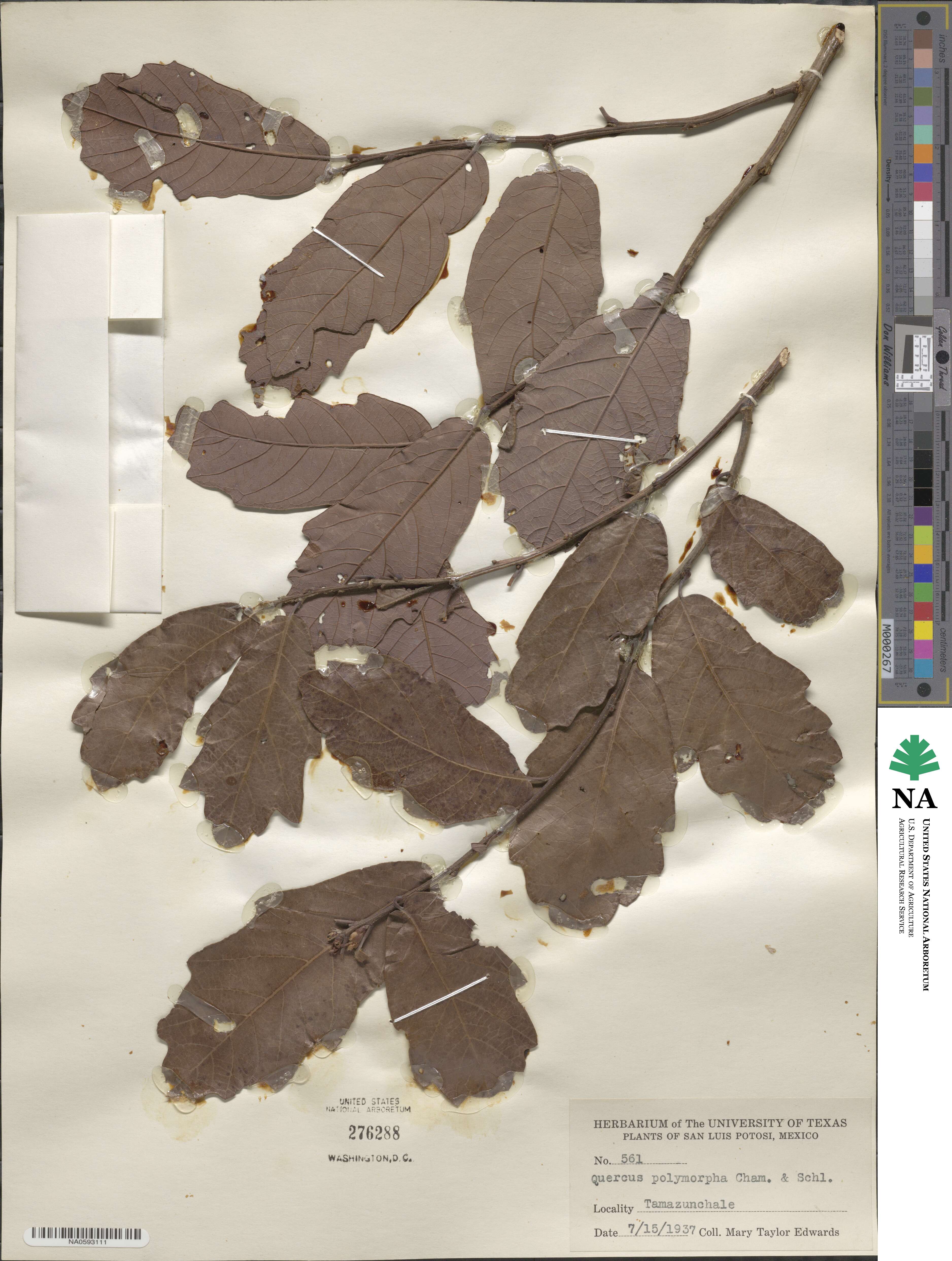 Quercus polymorpha image