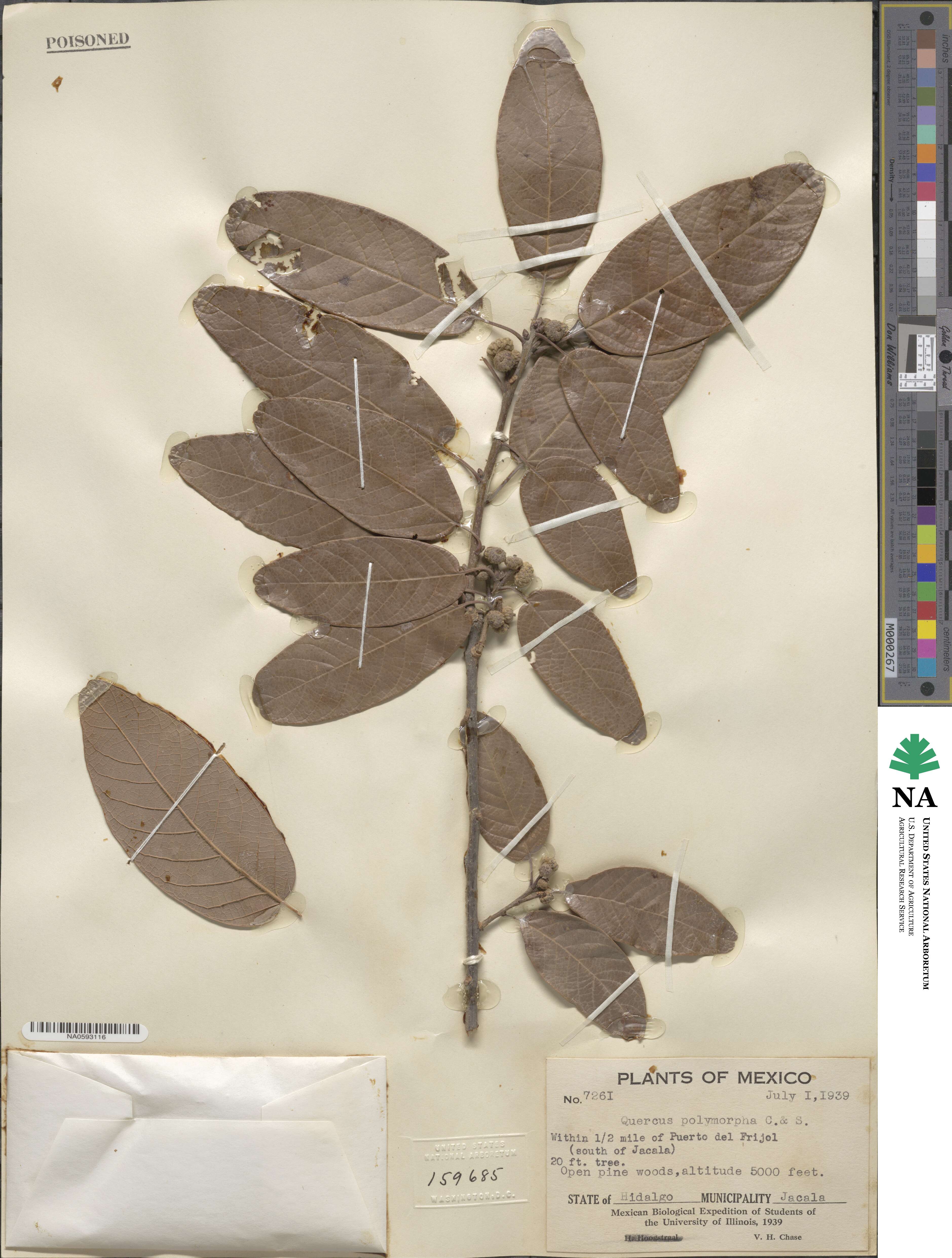 Quercus polymorpha image