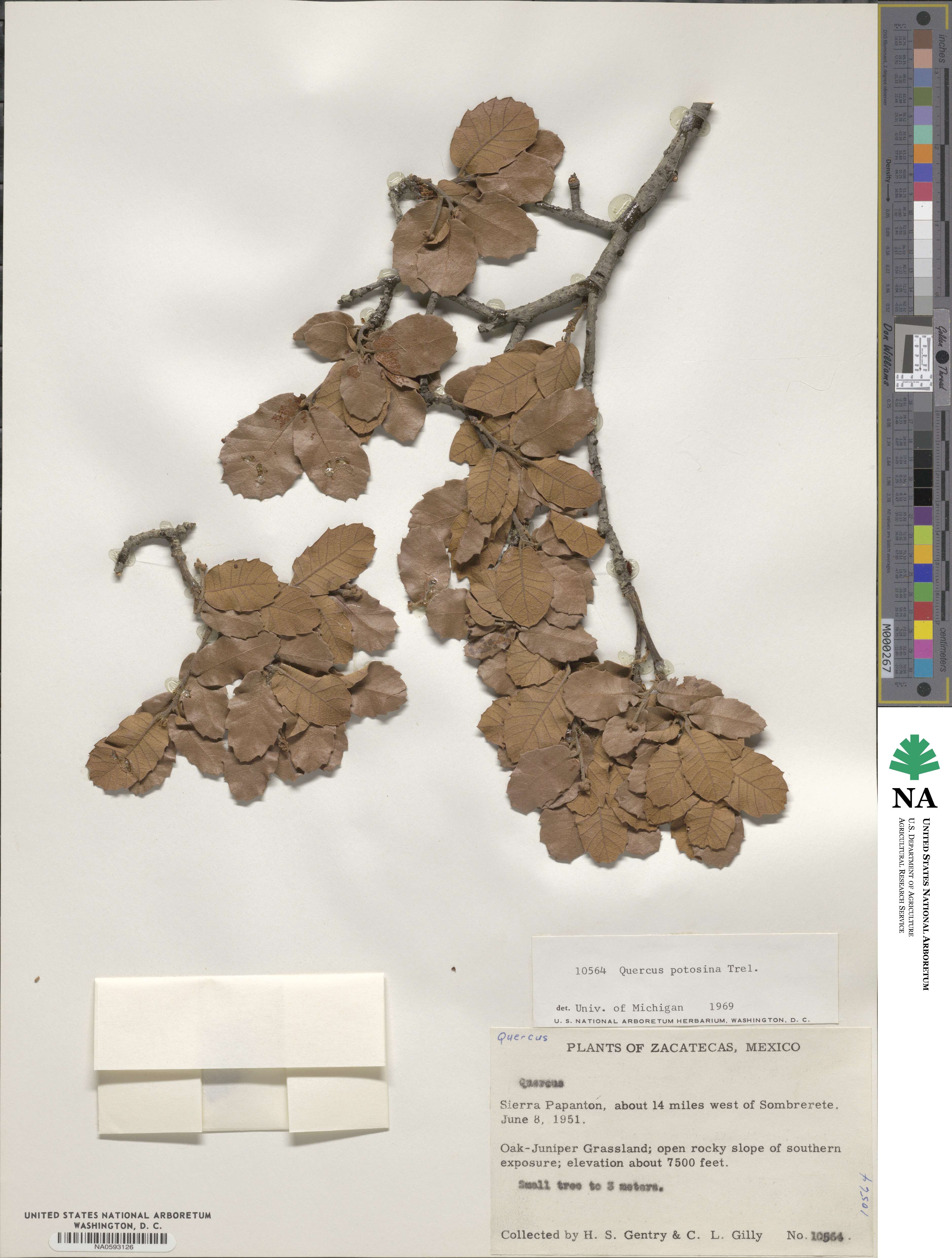 Quercus potosina image