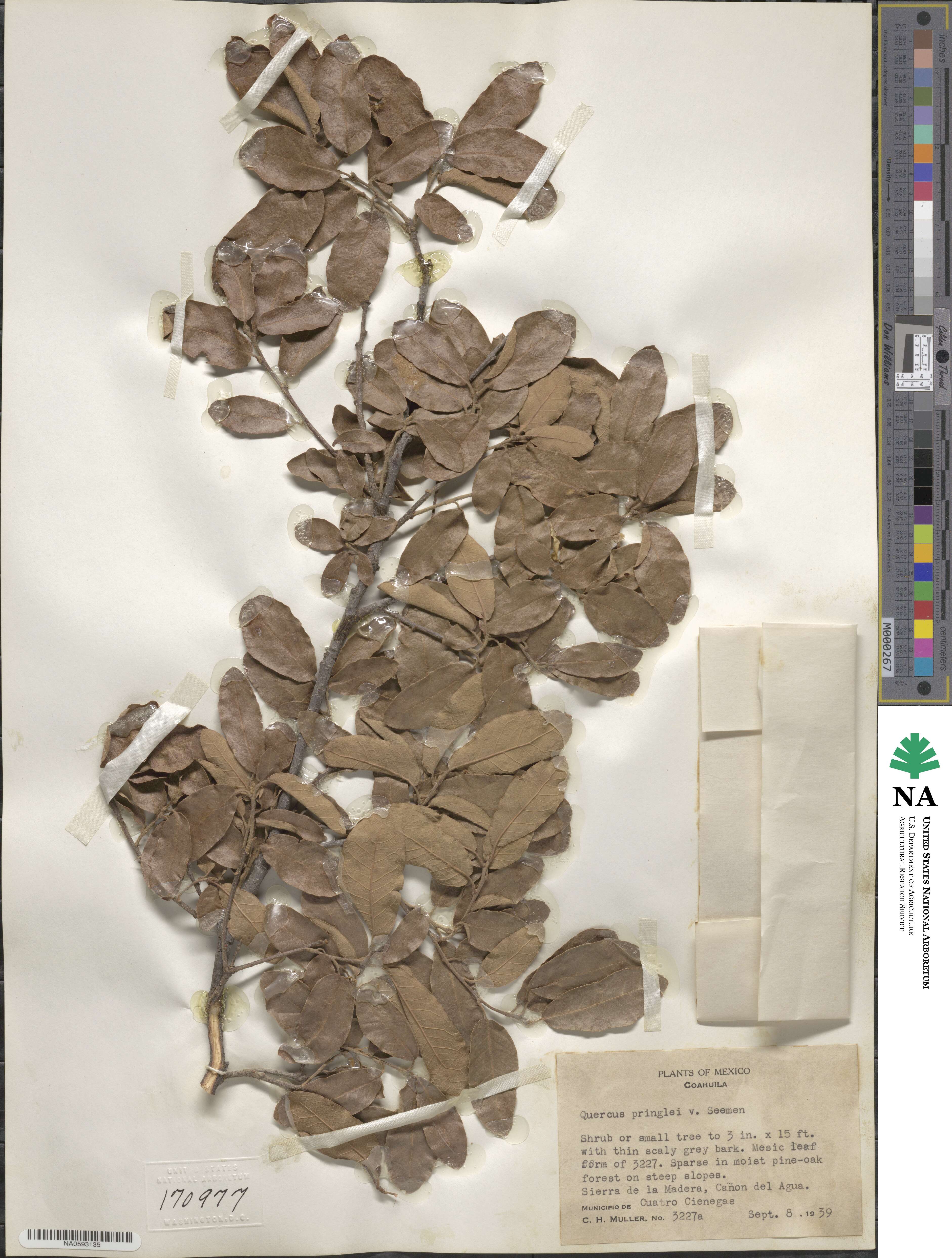 Quercus pringlei image
