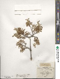 Quercus pungens image