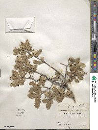 Quercus pungens image