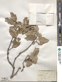 Quercus pungens image