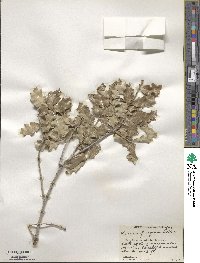 Quercus pungens image