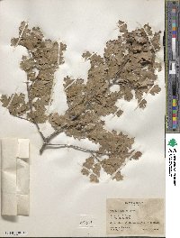 Quercus pungens image