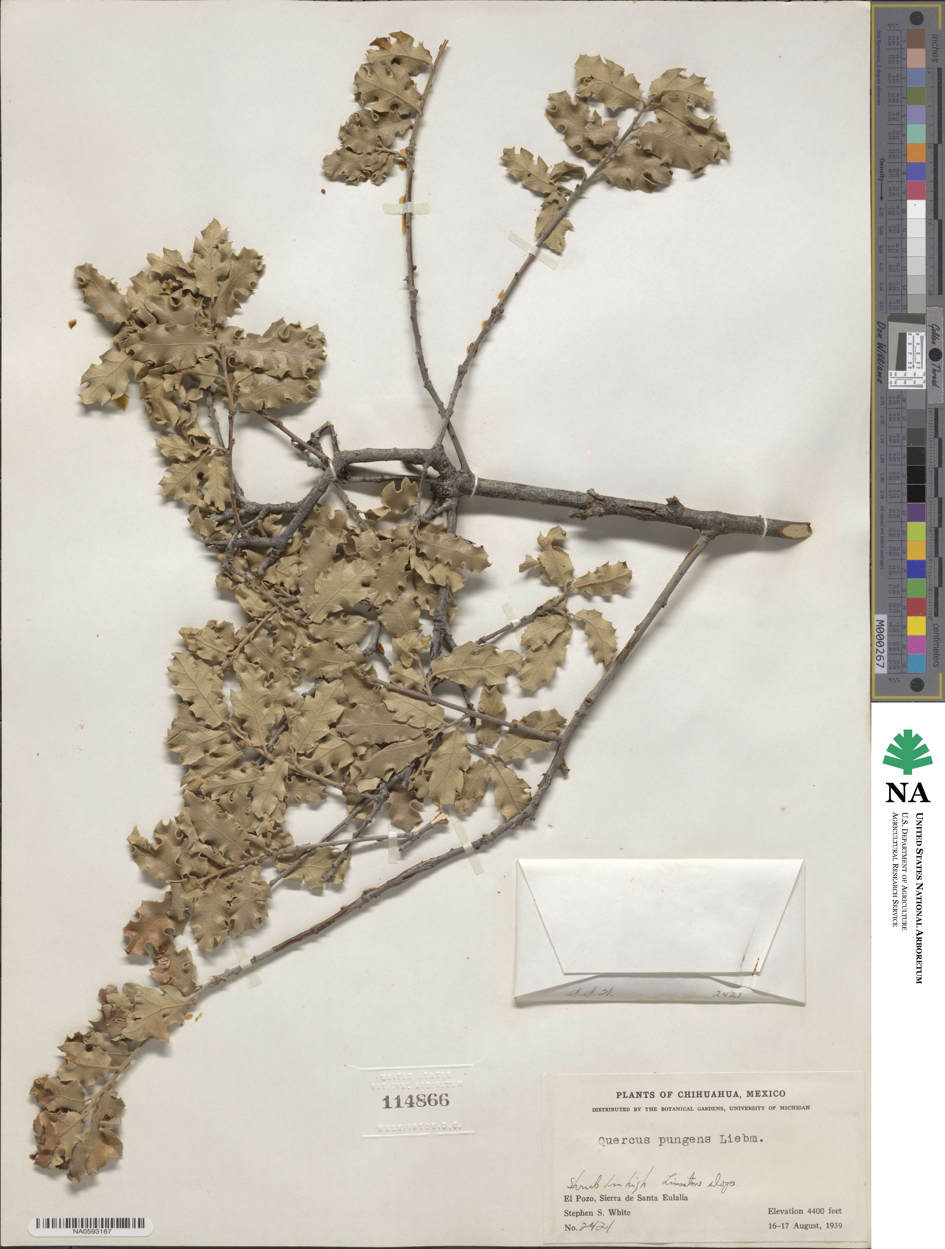 Quercus pungens image