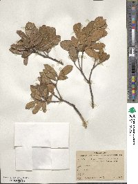 Quercus repanda image