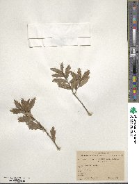 Quercus repanda image