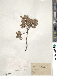 Quercus repanda image