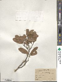 Quercus repanda image