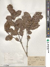 Quercus repanda image