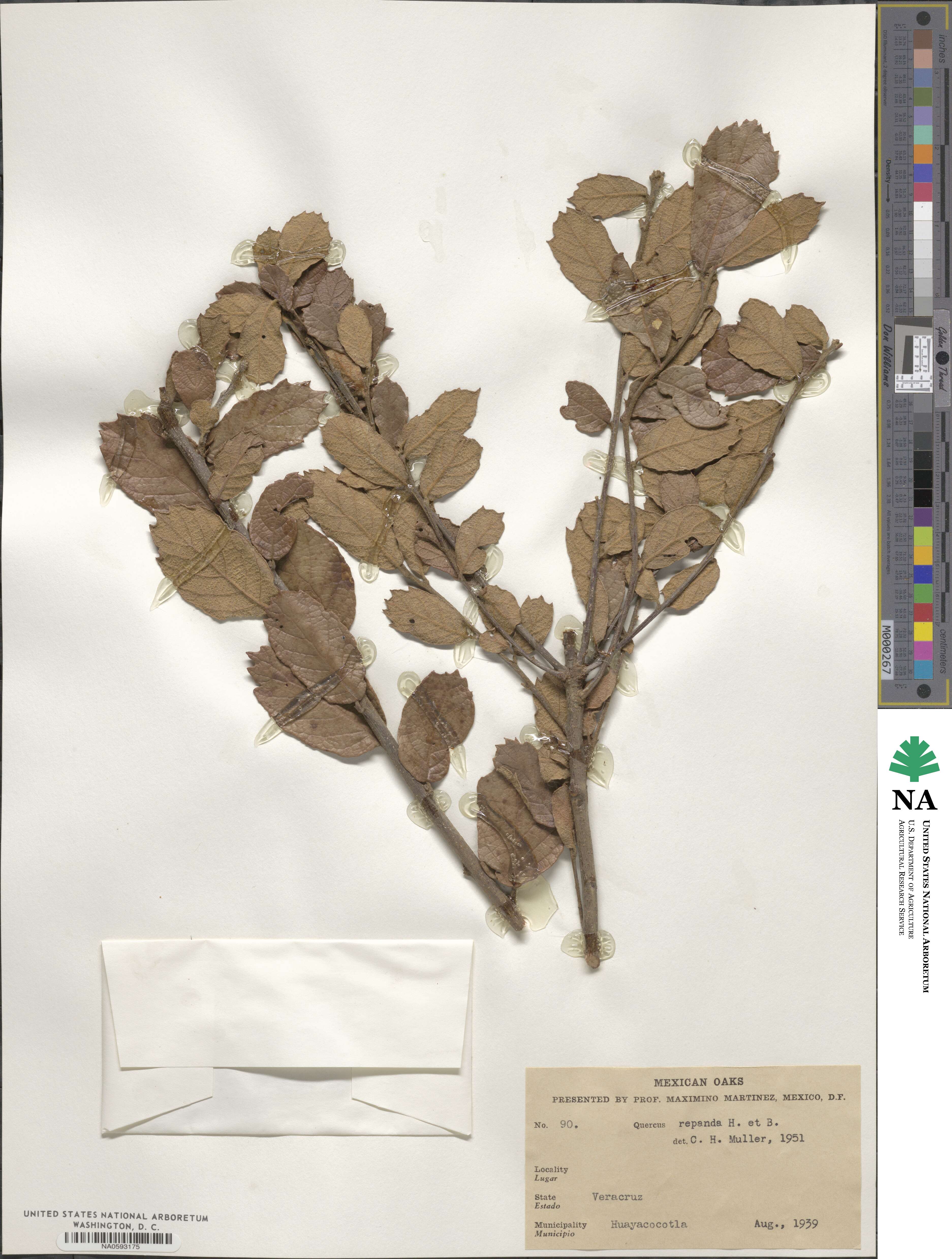 Quercus repanda image