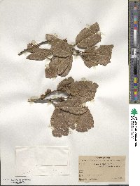 Quercus repanda image