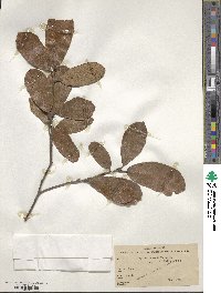 Quercus repanda image