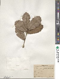 Quercus rugosa image