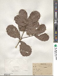 Quercus rugosa image